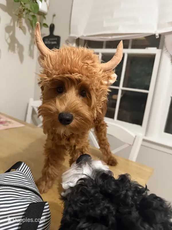 Ruby Sue – Australian Labradoodle puppy for sale in Windsor, SC