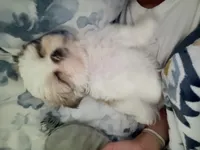 Female, a male Shih Tzu for sale in Spring, TX – 2 of 4