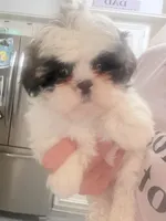 Female , a female Shih Tzu for sale in Spring, TX – 2 of 4