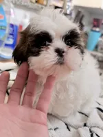Female , a female Shih Tzu for sale in Spring, TX – 4 of 4