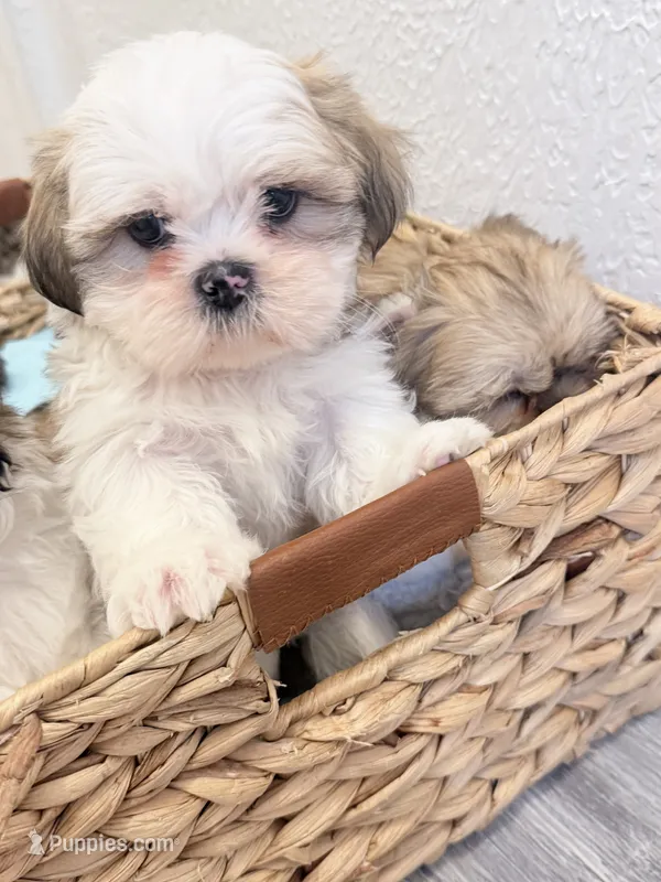Female – Shih Tzu puppy for sale in Spring, TX