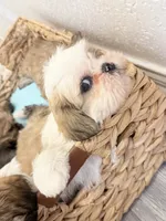 Female, a male Shih Tzu for sale in Spring, TX – 4 of 4