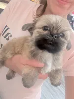 Male, a male Shih Tzu for sale in Spring, TX – 2 of 3