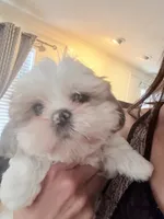 Female, a male Shih Tzu for sale in Spring, TX – 3 of 4
