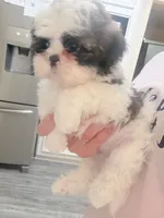 Female , a female Shih Tzu for sale in Spring, TX – 1 of 4