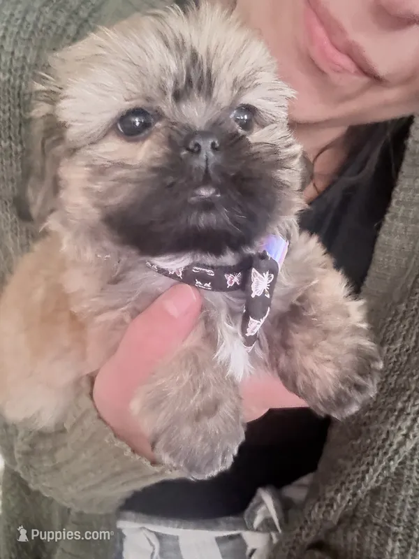 Male – Shih Tzu puppy for sale in Spring, TX