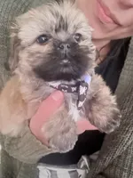 Male, a male Shih Tzu for sale in Spring, TX – 1 of 3