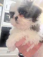 Female , a female Shih Tzu for sale in Spring, TX – 3 of 4