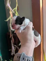 Boots, a male Shih Tzu for sale in Benson, MN – Photo 3 of 3