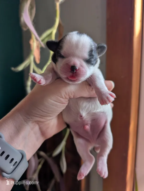 Boots – Shih Tzu puppy for sale in Benson, MN