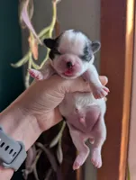 Boots, a male Shih Tzu for sale in Benson, MN – Photo 1 of 3