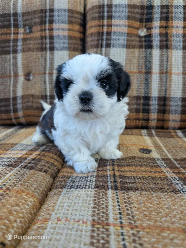 Boots – Shih Tzu puppy for sale in Benson, MN