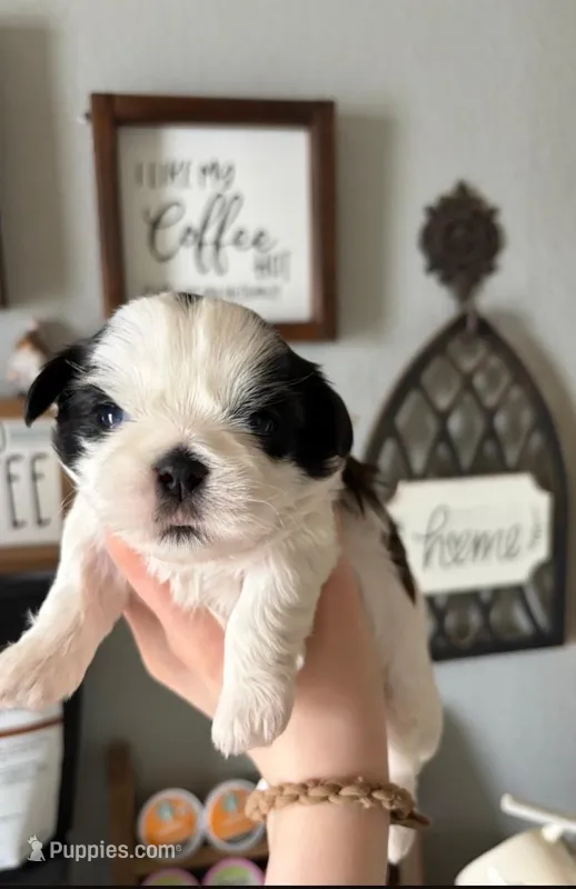 Boots – Shih Tzu puppy for sale in Benson, MN