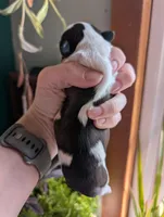 Boots, a male Shih Tzu for sale in Benson, MN – Photo 2 of 3