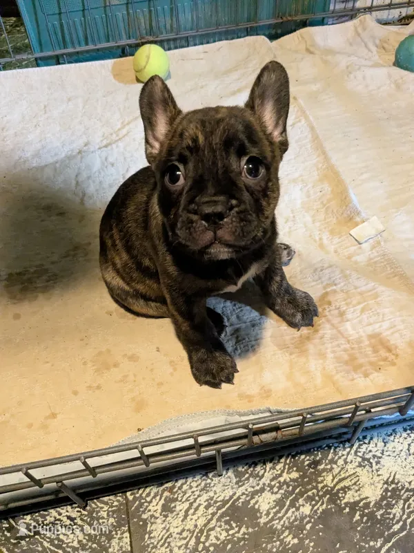 Mike – Frenchton puppy for sale in Benson, MN