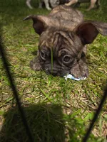 Bolt, a male Frenchton for sale in Benson, MN – 1 of 4