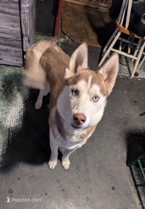 Diesel – Siberian Husky puppy for sale in Benson, MN