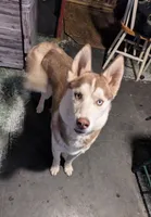 Diesel, a male Siberian Husky for sale in Benson, MN – 1 of 2