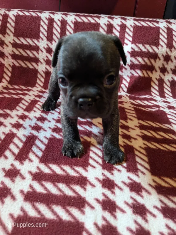 Daisy – Frenchton puppy for sale in Benson, MN