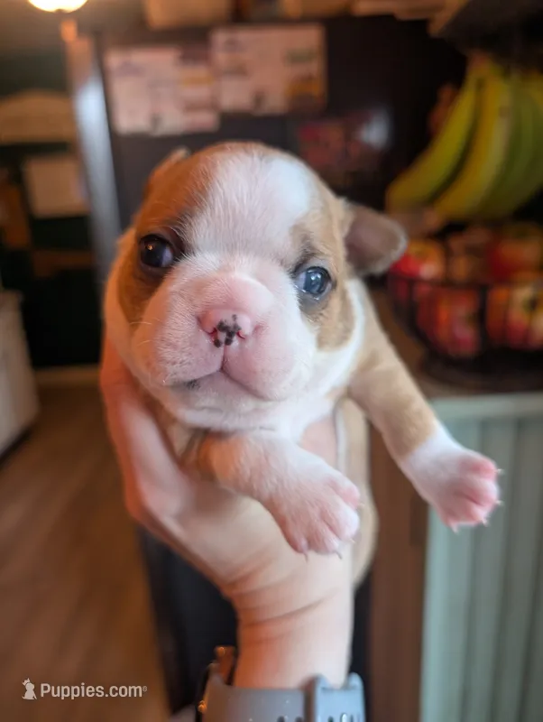 Sadie – Boston Terrier puppy for sale in Benson, MN