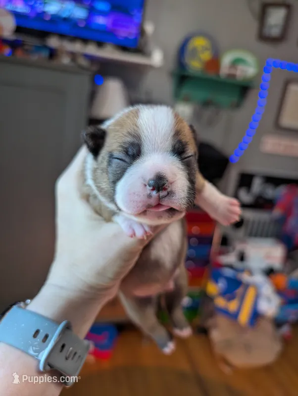 Scout – Boston Terrier puppy for sale in Benson, MN