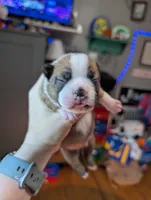 Scout, a male Boston Terrier for sale in Benson, MN – 1 of 4