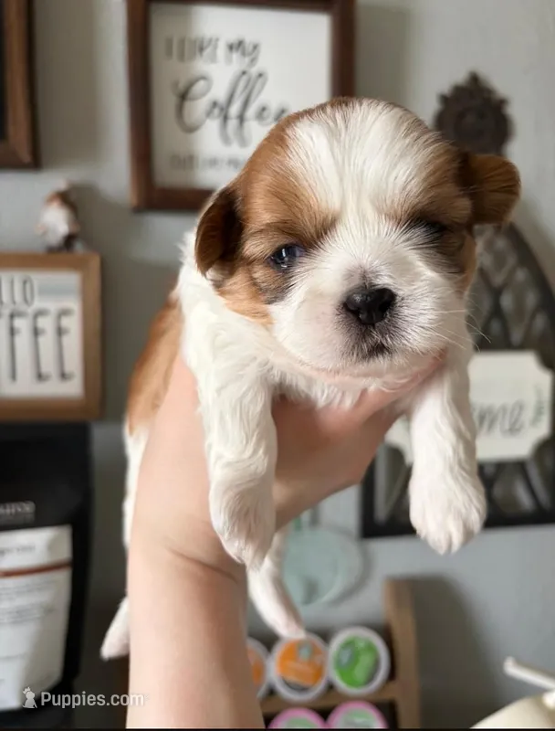 Benji – Shih Tzu puppy for sale in Benson, MN