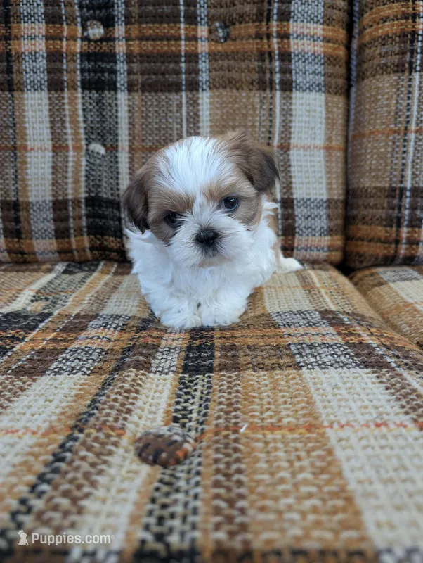 Benji – Shih Tzu puppy for sale in Benson, MN