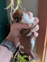 Benji, a male Shih Tzu for sale in Benson, MN – Photo 2 of 3