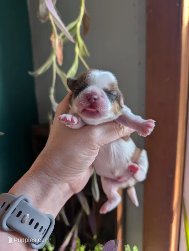 Benji – Shih Tzu puppy for sale in Benson, MN