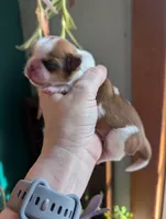 Benji, a male Shih Tzu for sale in Benson, MN – Photo 3 of 3