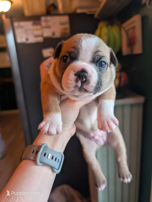 Scout – Boston Terrier puppy for sale in Benson, MN