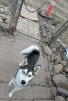 Denali, a female Siberian Husky for sale in Benson, MN – 2 of 2