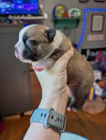 Scout, a male Boston Terrier for sale in Benson, MN – 2 of 4