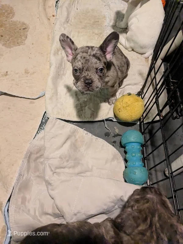 George – Frenchton puppy for sale in Benson, MN
