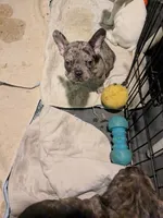 George, a male Frenchton for sale in Benson, MN – 1 of 2