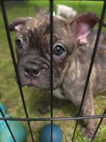 Bolt, a male Frenchton for sale in Benson, MN – 4 of 4