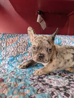 George, a male Frenchton for sale in Benson, MN – 2 of 2