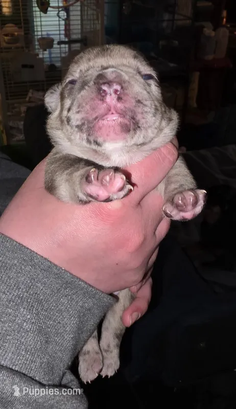 George – Frenchton puppy for sale in Benson, MN