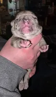 George, a male Frenchton for sale in Benson, MN – 1 of 2