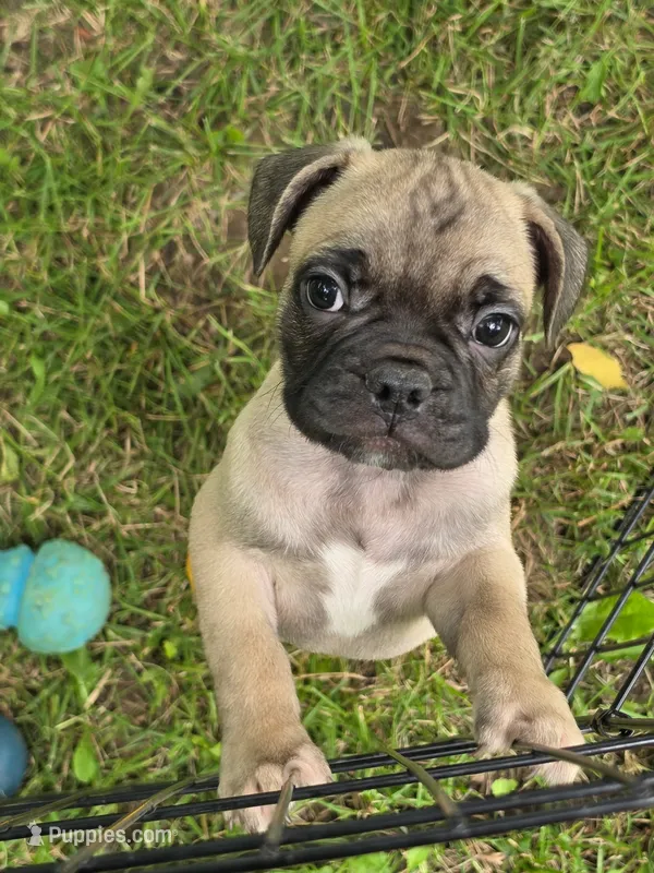 Max – Frenchton puppy for sale in Benson, MN