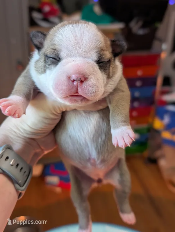 Marley – Boston Terrier puppy for sale in Benson, MN