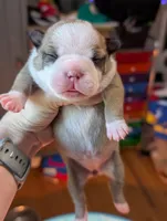 Marley, a female Boston Terrier for sale in Benson, MN – 1 of 4