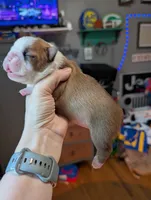 Sadie, a female Boston Terrier for sale in Benson, MN – 2 of 3
