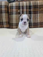 Marley, a female Boston Terrier for sale in Benson, MN – 4 of 5