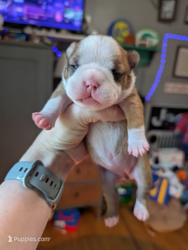 Sadie – Boston Terrier puppy for sale in Benson, MN