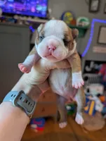 Sadie, a female Boston Terrier for sale in Benson, MN – 1 of 3