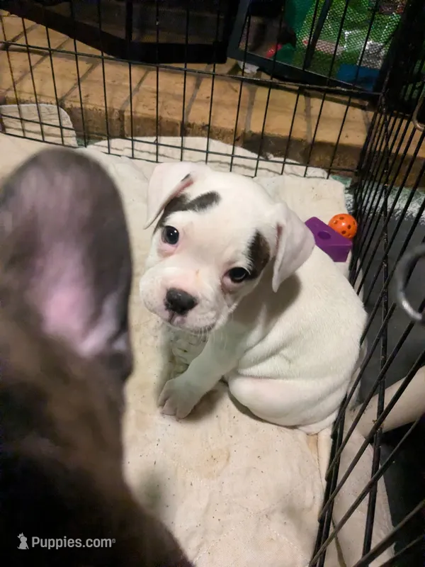 Ella – Frenchton puppy for sale in Benson, MN