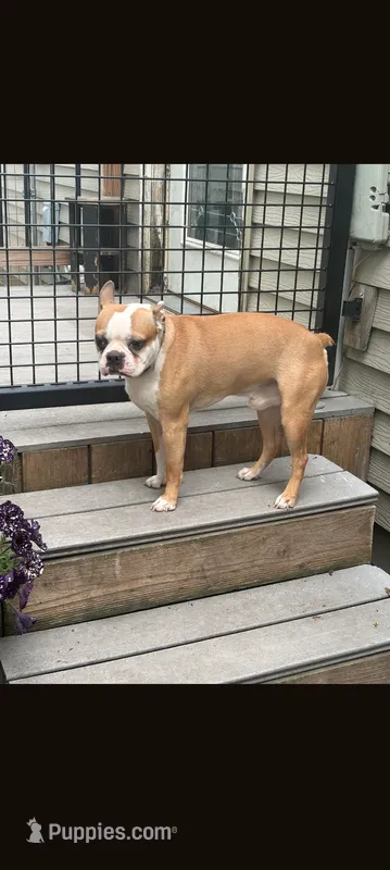 Roscoe – Boston Terrier puppy for sale in Benson, MN