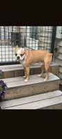 Roscoe, a male Boston Terrier for sale in Benson, MN – 1 of 3